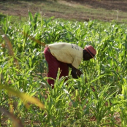 Worker harvesting maize crops on a organic farm in northern Ghana